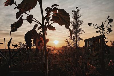 Plants at sunset