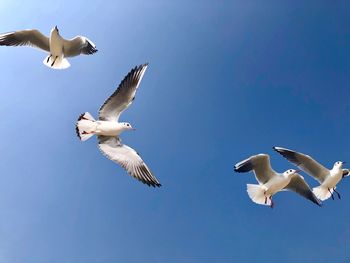 Low angle view of seagulls flying against clear blue sky