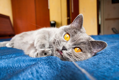 The cat lies on the couch and chews the rope, a british blue cat with orange eyes