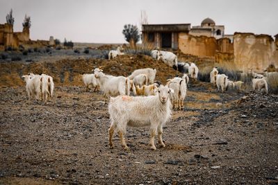 Herd of sheep in a field
