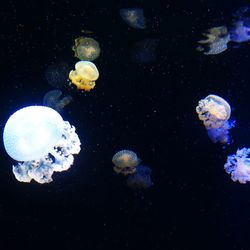 Jellyfish swimming in sea