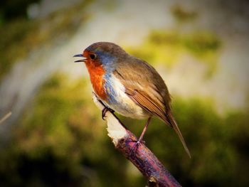 Close-up of bird perching on branch