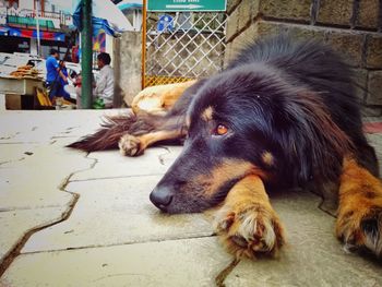 Close-up of dog lying down