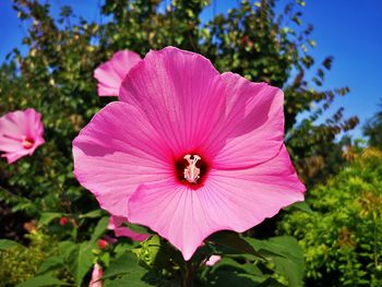 Close-up of pink flower in park