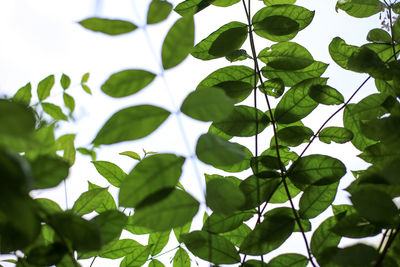 Low angle view of green leaves