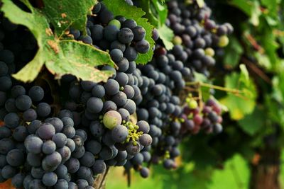 Close-up of grapes in vineyard