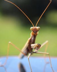 Close-up of insect on leaf