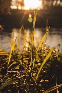 Close-up of plants growing on field against sky