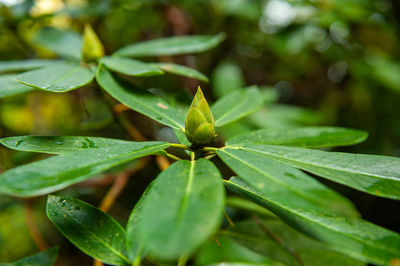 Close-up of leaves