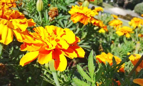 Close-up of yellow flowers blooming outdoors