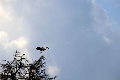 Low angle view of bird perching on a tree