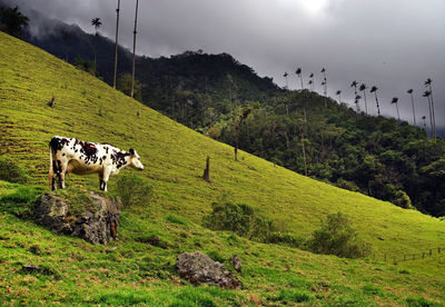 Cows grazing in a field