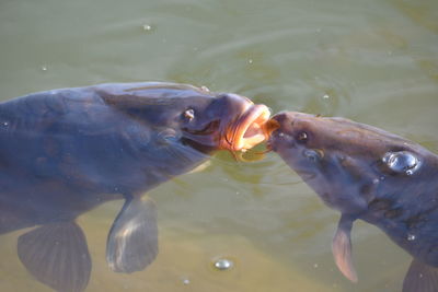 Fish swimming in lake