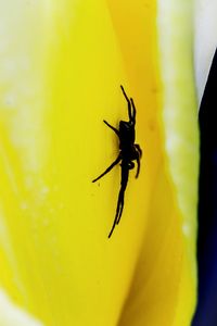 Close-up of insect on yellow flower