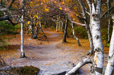 Trees in forest during autumn