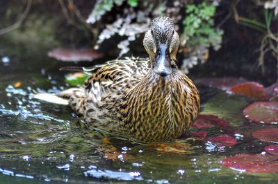 Close-up of mallard duck swimming in lake