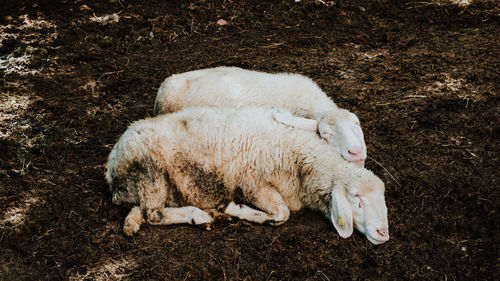 High angle view of sheep on field