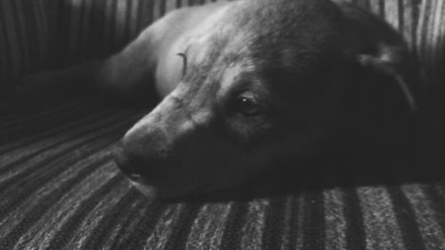 Close-up of dog resting on floor