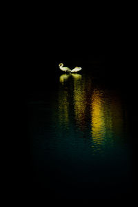 View of bird swimming in lake