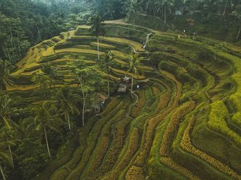 Panoramic shot of rice paddy