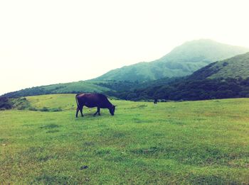 Horse grazing on field against clear sky