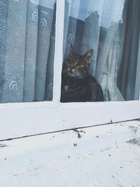 Cat looking through window