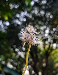 Close-up of white dandelion flower