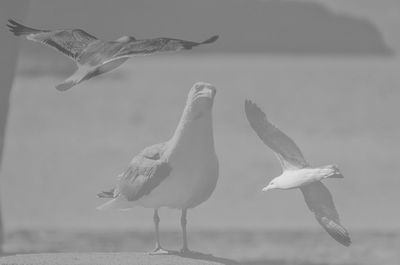 Seagulls flying over sea