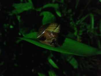 Close-up of an insect on leaf