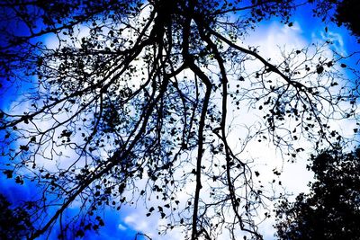 Low angle view of tree against blue sky