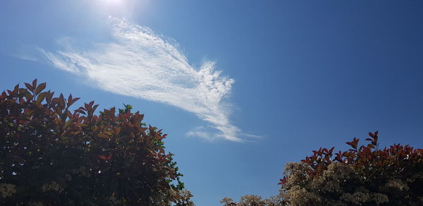 Low angle view of trees against blue sky