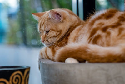 Close-up of a cat looking away