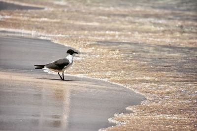 Bird perching on sand at beach