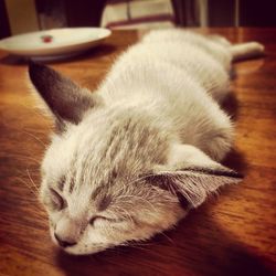 Close-up of cat sleeping