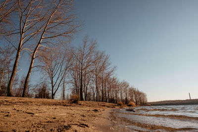 Bare trees on field against sky during winter