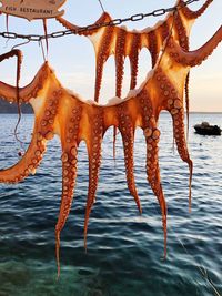 Close-up of crab in sea against orange sky