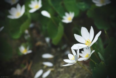 Close-up of white flowering plant