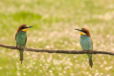 Bird perching on branch