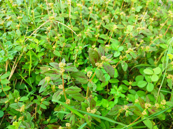 Full frame shot of green leaves