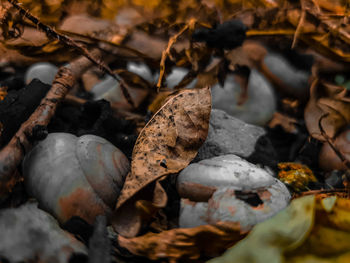 Close-up of dry leaves on land