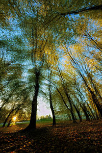 Trees against sky