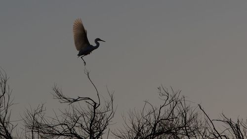 Bird flying over lake against sky