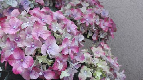 High angle view of pink flowering plant