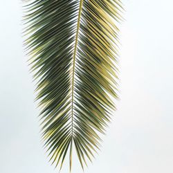 Close-up of palm tree against clear sky