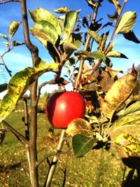 Close-up of cherries on tree