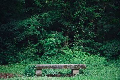 View of lush trees in forest