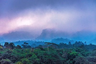 Scenic view of forest against sky