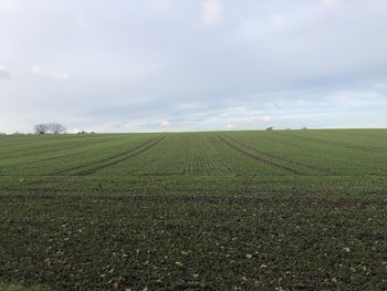 Scenic view of agricultural field against sky