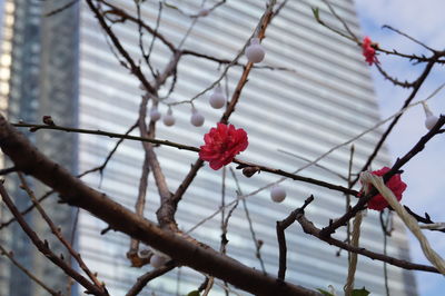 Low angle view of red flower against trees