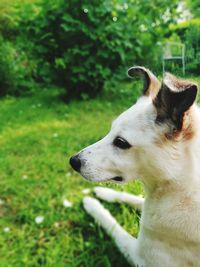 Close-up of a dog looking away